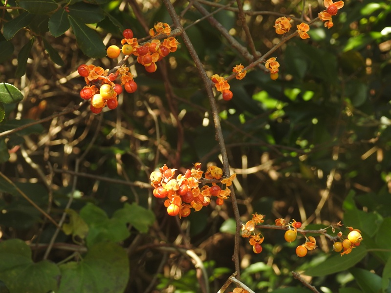 �ĥ륦���ɥ�