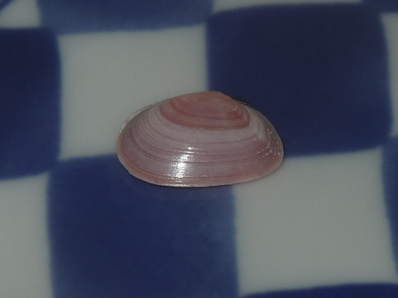 �����饬��