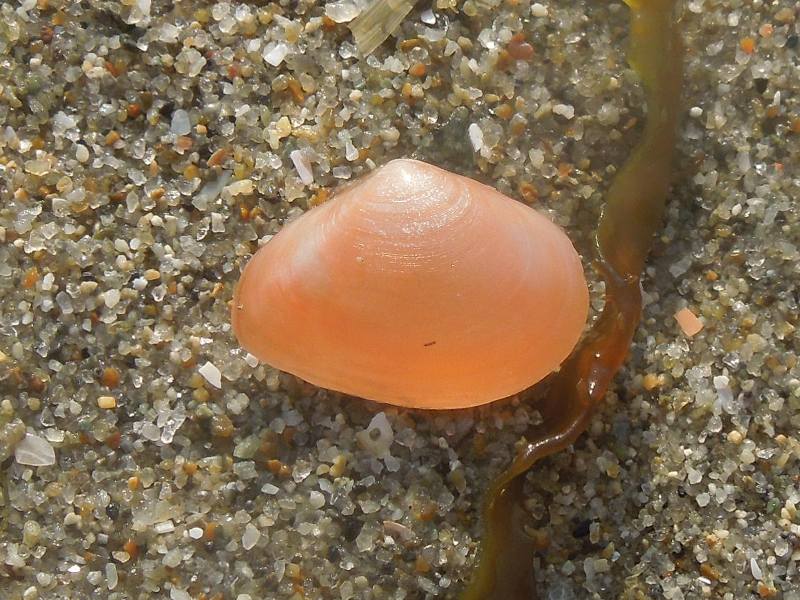 �楦��������