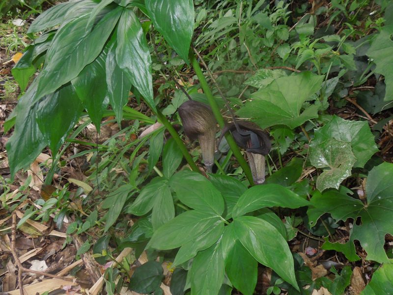 ���饷�ޥ���