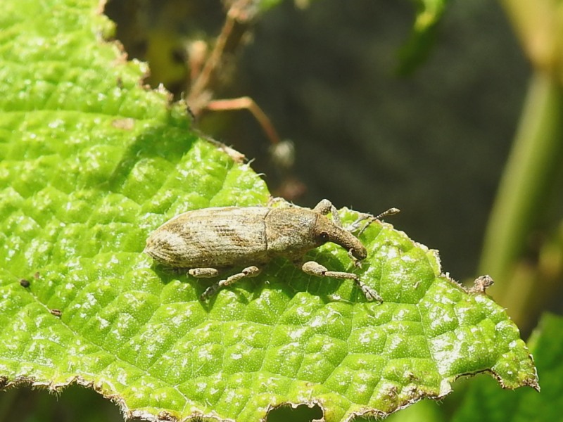 �ϥ������ĥ������ॷ