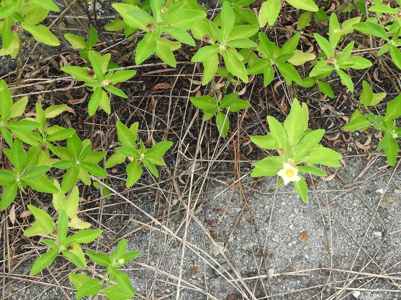 ���󥴥���