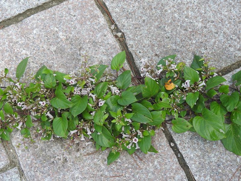 �ϥޥ����ȥ�Х�