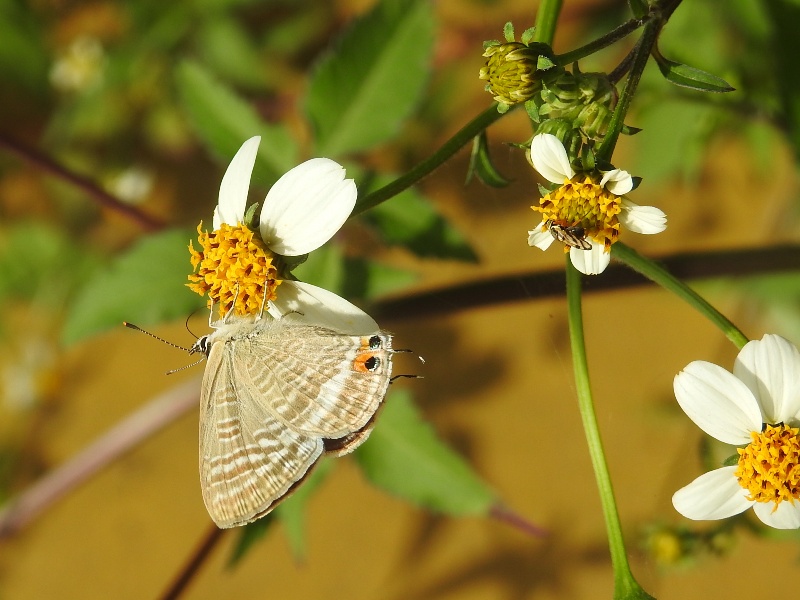 ����ʥߥ�����