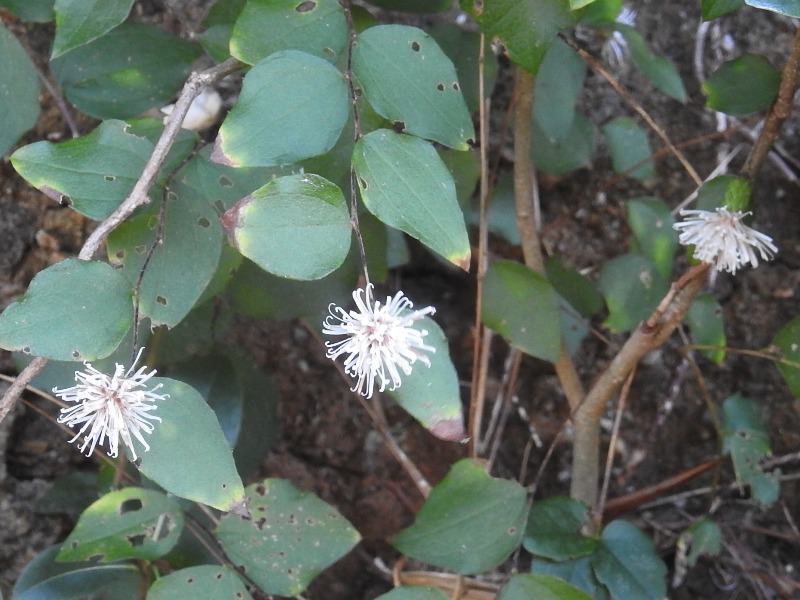 ������ܥ���