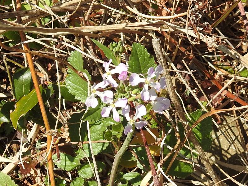 �ϥޥ�������