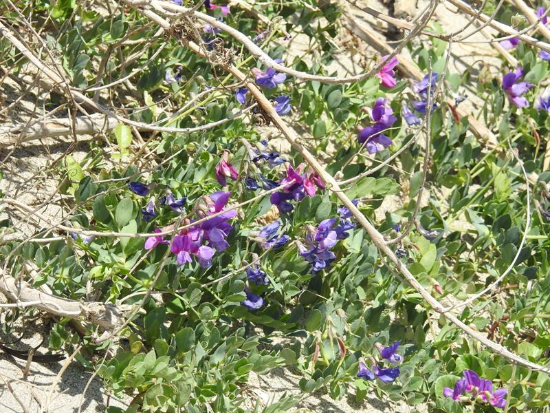 �ϥޥ���ɥ�