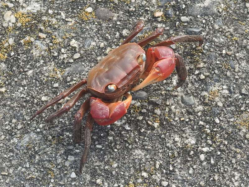 �����ƥ���