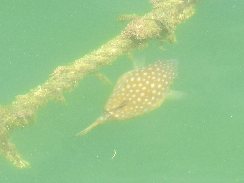 �����ե�