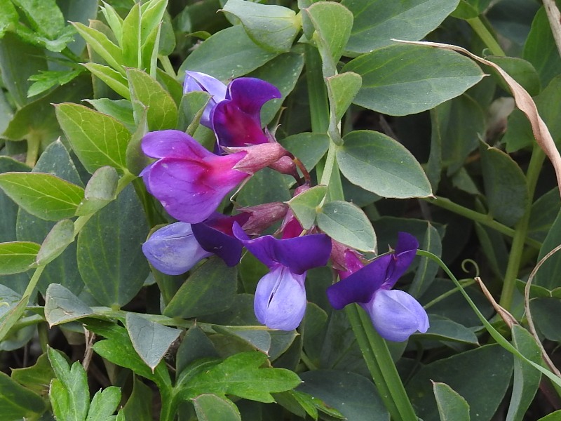 �ϥޥ���ɥ�