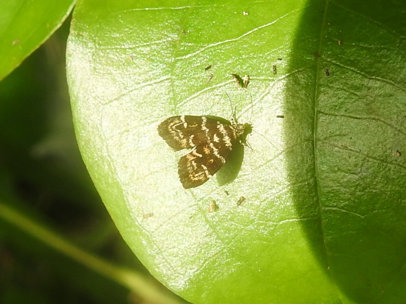 ���̥ӥ�ϥޥ���ɥ���