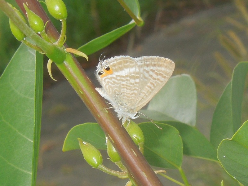 ����ʥߥ�����