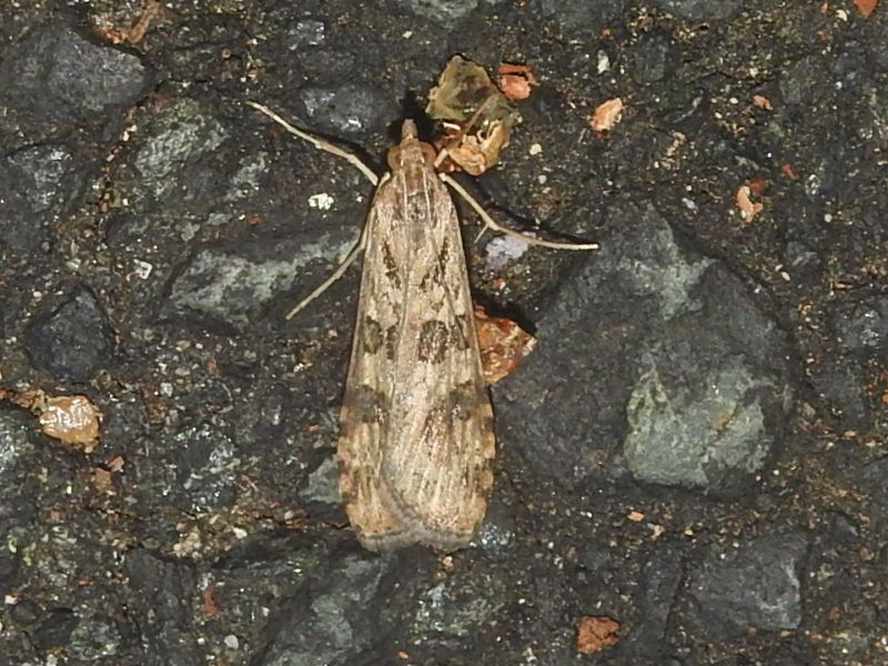 ����Υᥤ��