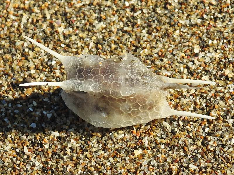 ���󥴥��ե�