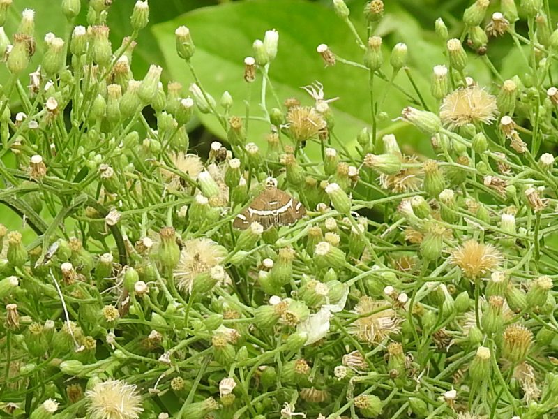 �������ӥΥᥤ��