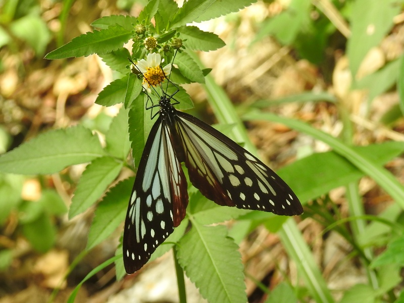 �������ޥ���