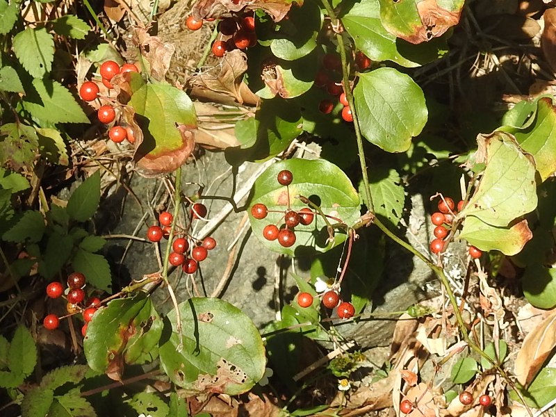 ����ȥꥤ�Х�