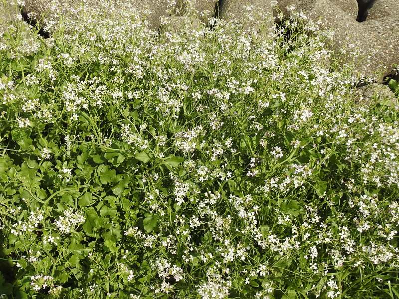 �ϥޥ�������