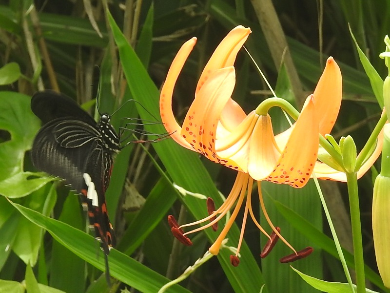 ��󥭥�����