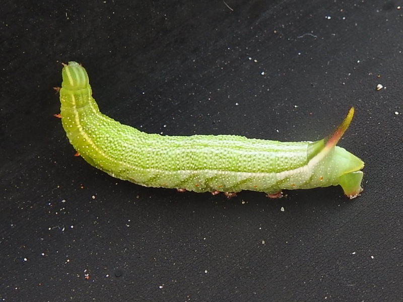 �ۥ��ۥ����㥯