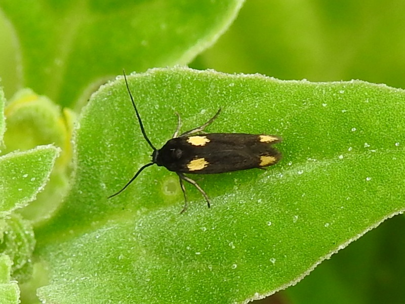 ��ĥ�󥭥̥Х���