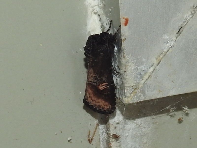 �ϥޥ���ȥ�ȥ�