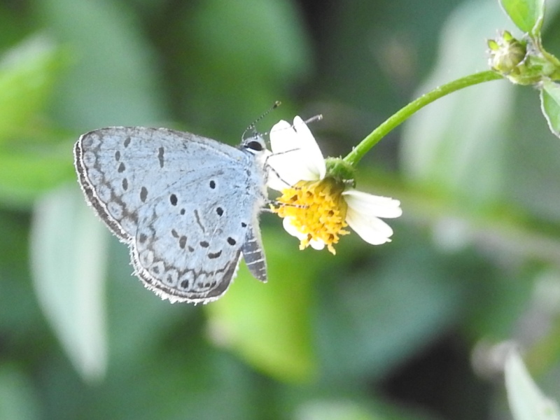 ������󥯥��ܥ������ߡ�