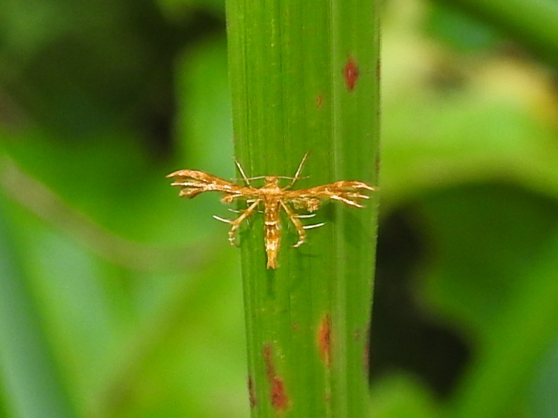 ����ۥ��ȥ��