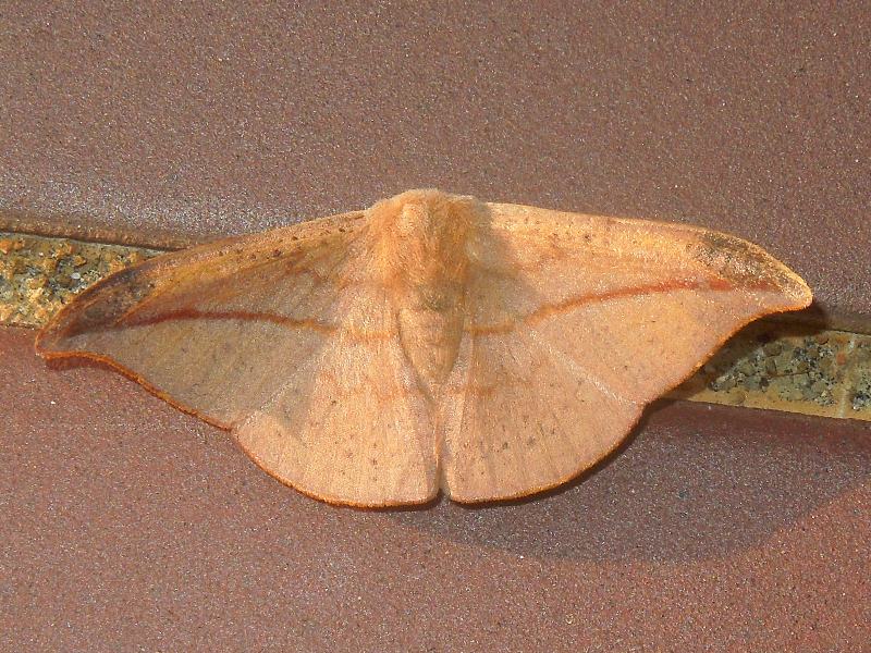 �������饫����