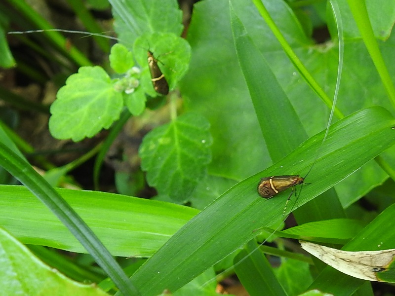 �ۥ����ӥҥ��ʥ�