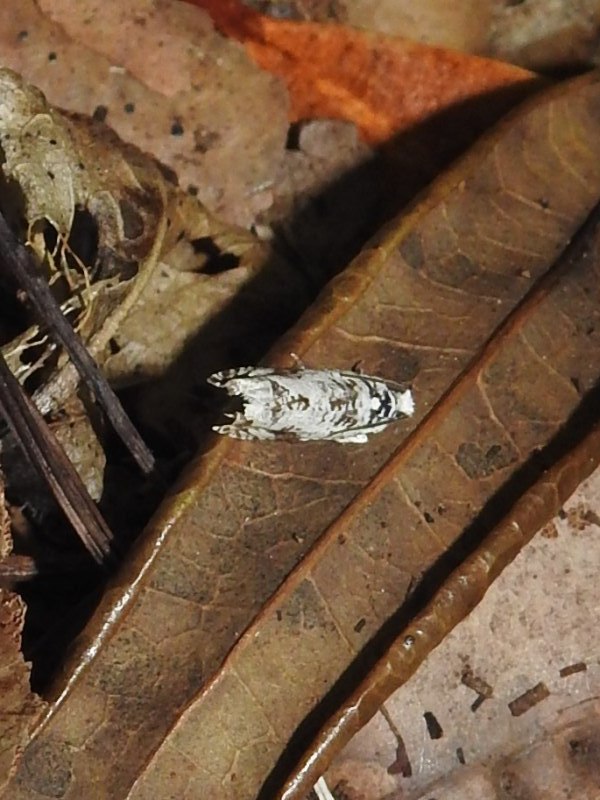 �����ޥ��饷���ҥ�ϥޥ�