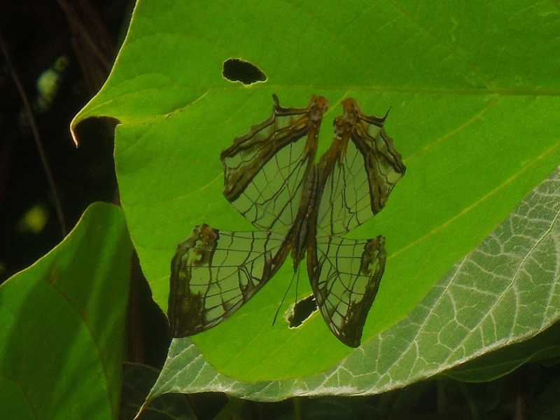 �����������祦