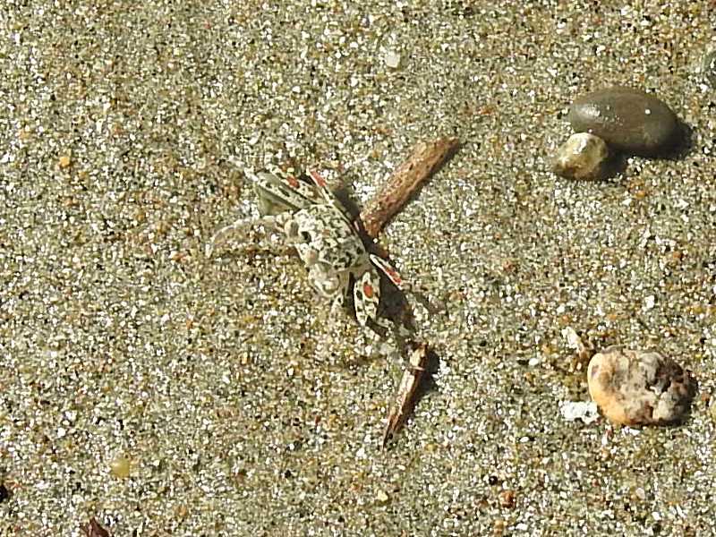 ���ʥ�����