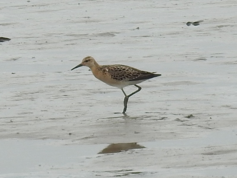 ����ޥ�����