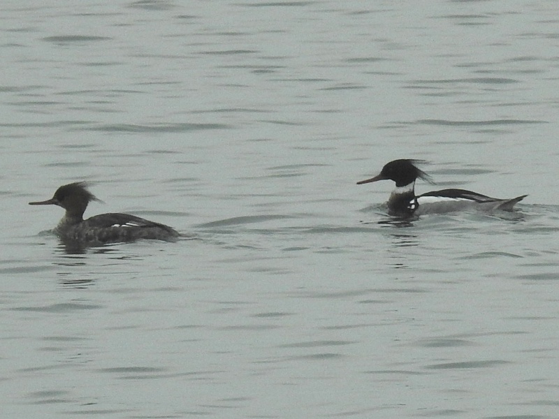 ���ߥ��������ڥ�