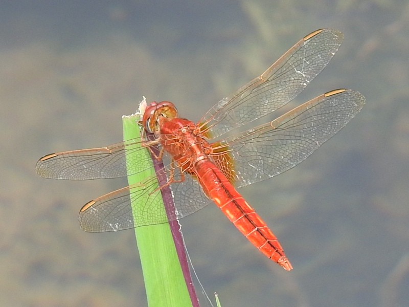 �����ꥯ���祦���祦�ȥ��