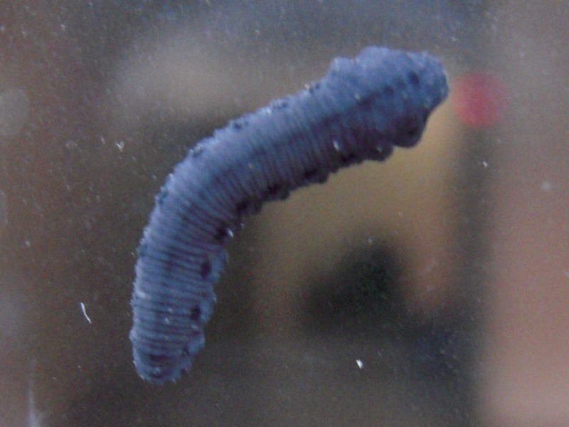 ���֥�ϥХ�������