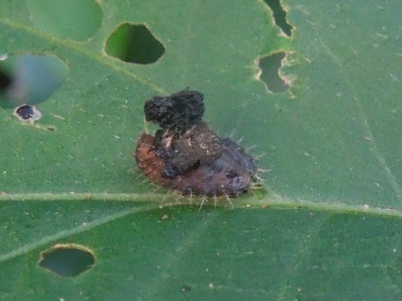 ��ĥ�󥫥�Υ��ϥॷ������