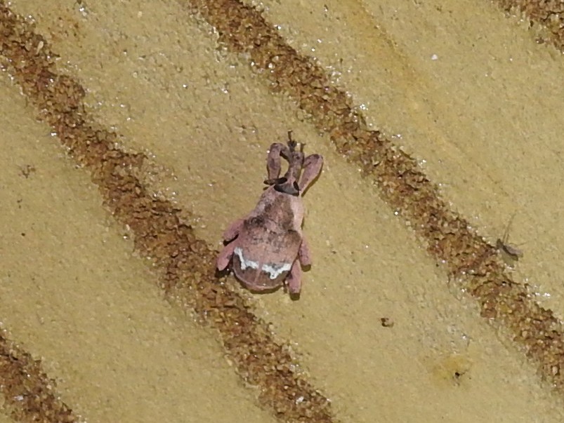 �ҥ��ޥ�ʥ������ॷ