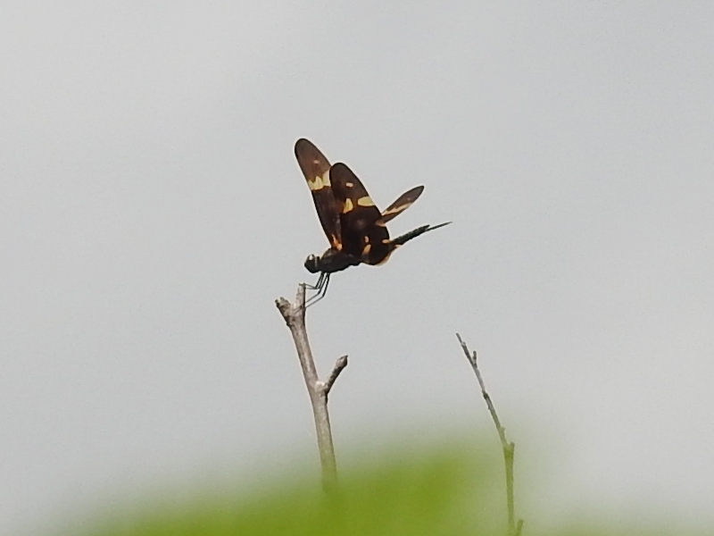 �����ʥ���祦�ȥ��