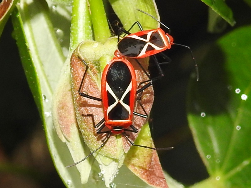 �������奦���ۥ�����ॷ������