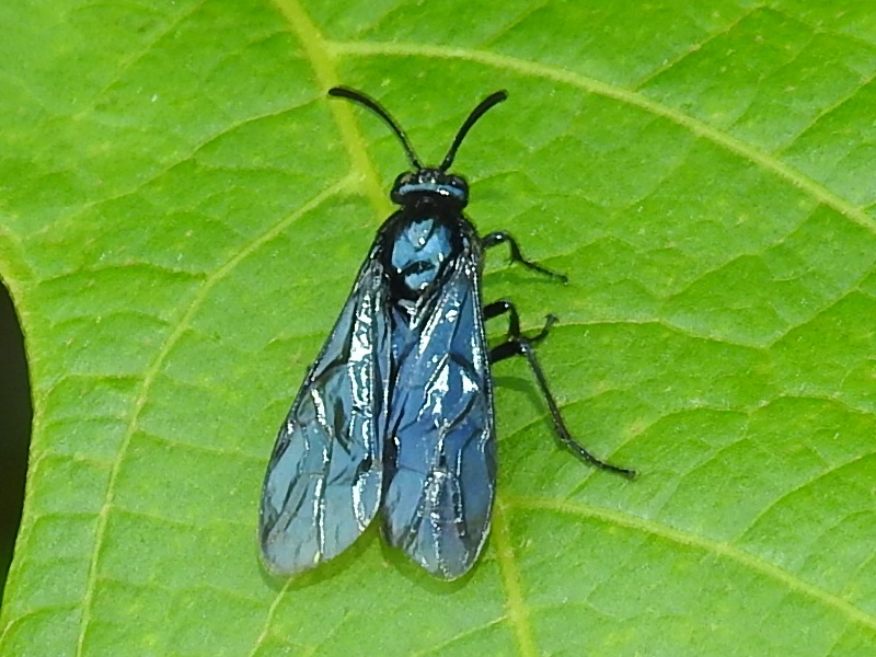 �����奦���