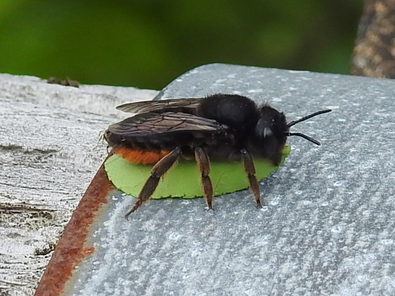 ���ߥ���ϥ���Х�