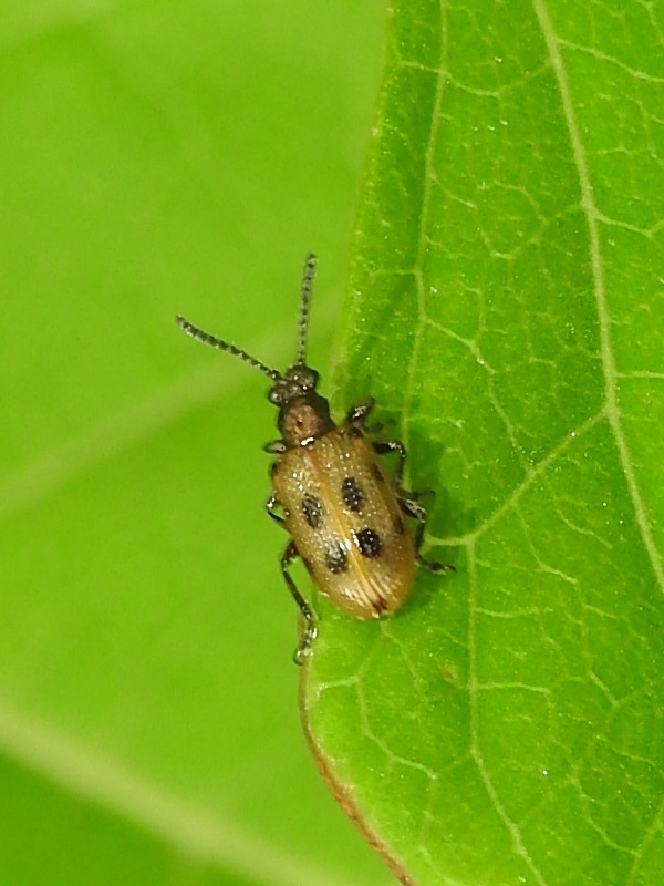 �ȥۥ����ӥܥ��ϥॷ