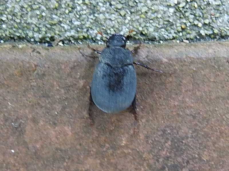 �ӥ����ɥ�����