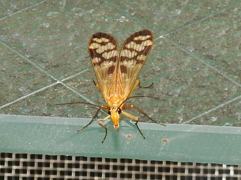 ���������ꥢ����ɥ�