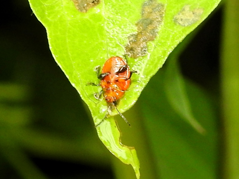 ���������ޥ�Υߥϥॷ