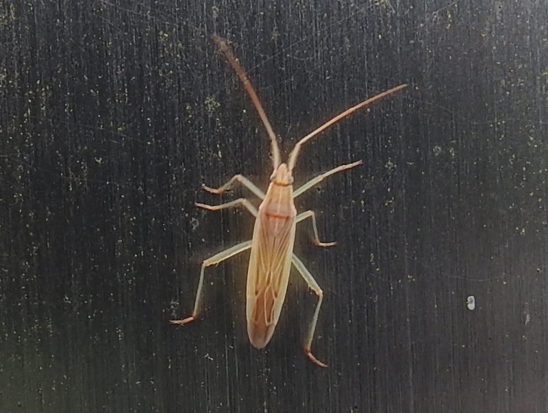 �ե��ȥ��८�����ߥ���