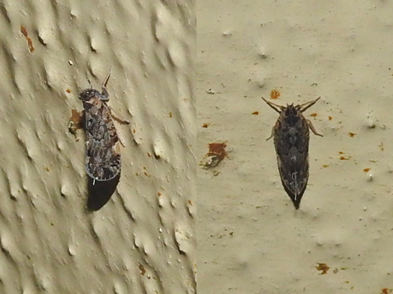 ��ʥ����復��