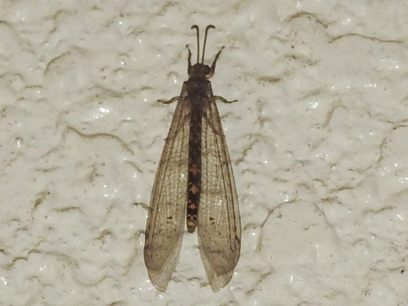 �������ꥦ���Х�������